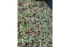 Nog stuk sedum dak over,