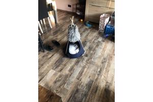 Tipi tent voor kat of kleine hond