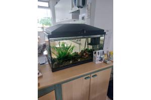 Leuke bak met guppies