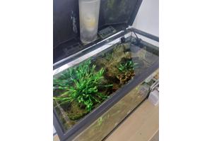 Leuke bak met guppies