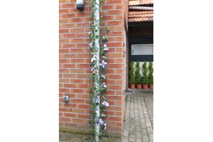 Klimplanten tegen de schutting tuinscherm of muur (clematis)