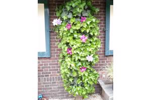 Klimplanten tegen de schutting tuinscherm of muur (clematis)