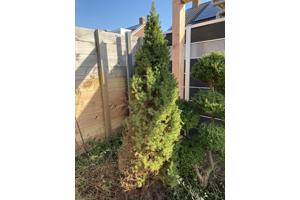 Vier (naald)boompjes