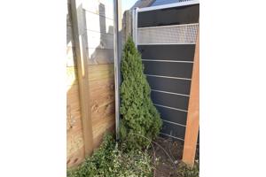 Vier (naald)boompjes