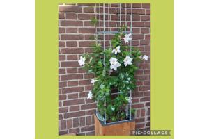 Klimplanten op het terras, tegel eruit plantrek erin