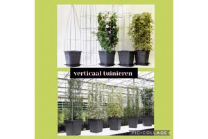 Klimplanten op het terras, tegel eruit plantrek erin