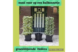 Klimplanten op het terras, tegel eruit plantrek erin