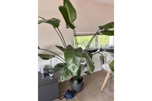 Prachtige plant!