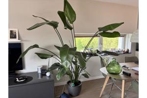 Prachtige plant!