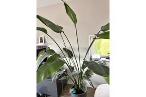 Prachtige plant!