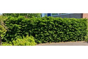 GRATIS AF TE HALEN (Vanaf 14 okt): 16 meter coniferenhaag (~2m hoog) - Zoetermeer