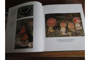 Natuur in België - Bossen en Wouden