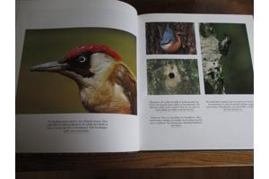 Natuur in België - Bossen en Wouden