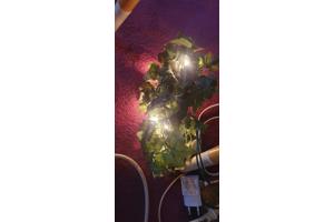 Diverse kerstspullen en kerstversieringen en kerstboom.