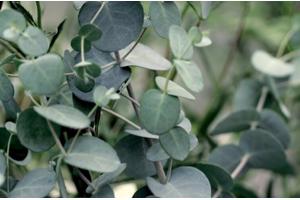 Buiten anti insecten koolzaad kaars Eucalyptus XL