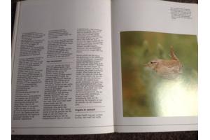 De 4 seizoenen ,de lente ,de zomer,de herfst,de winter