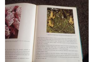 De 4 seizoenen ,de lente ,de zomer,de herfst,de winter