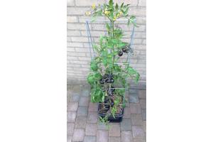 klimplantrekken 2021