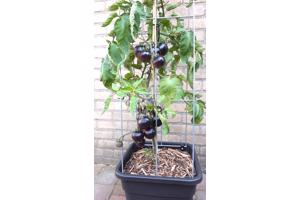 klimplantrekken 2021