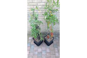 klimplantrekken 2021