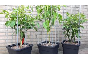 klimplantrekken 2021