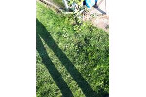 Te koop een oude schaftkeet reeds gedeeltelijk opgeknapt