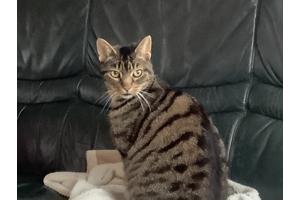 Wegens verhuizing naar een appartement zoeken wij een nieuw baasje voor ons 12 jarige kater