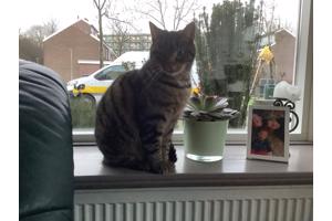 Wegens verhuizing naar een appartement zoeken wij een nieuw baasje voor ons 12 jarige kater