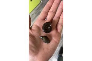 Vijver met Algen? Poelslakken en Posthoornslakken oplossing