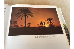 Afrika, Het oerwoud ,woestijn ,steppe ,een enorme vegetatie