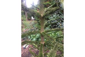 Slangenden, apenboom, araucaria araucaria