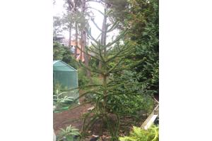 Slangenden, apenboom, araucaria araucaria