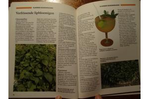 Tuinwijzer  -  Kruiden in de Tuin