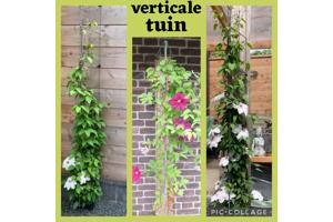 Plantensteunen  Verticaal tuinieren Klimplanten