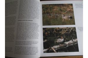 Natuur in België  -  Vijvers en Moerassen