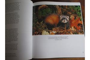 Natuur in België  -  Vijvers en Moerassen