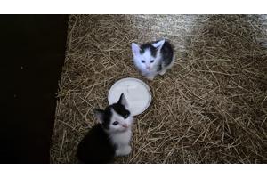 Mooie jonge kittens