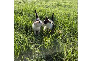 Mooie jonge kittens