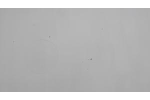 Grote witte tafel met x-poten (220 x 100)