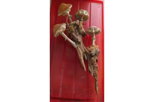 Zelf gemaakte Paddenstoelen