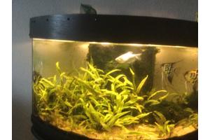 2 gezonde volwassen Guramy’s, wegens conflicten tussen hen en de maanvissen in de bak.