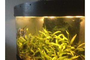 2 gezonde volwassen Guramy’s, wegens conflicten tussen hen en de maanvissen in de bak.