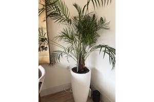 Plant met witte pot