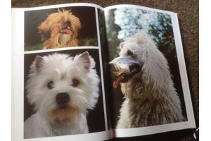 Boek van honden ,lieve en schattige huisdieren ,mensenvriend