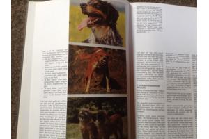 Boek van honden ,lieve en schattige huisdieren ,mensenvriend