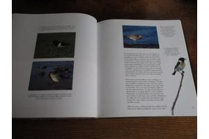 Natuur in België  -  Kust & Polders