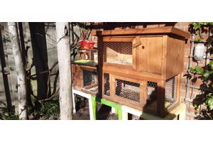 Cavia/konijnen hok incl toebehoren