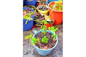 Struikganzerik vaste plant te koop