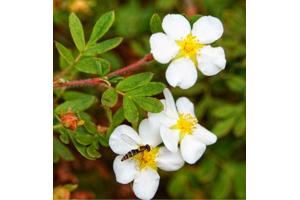 Struikganzerik vaste plant te koop