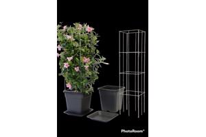 PLANT SUPPORT KOOPJES UIT LIMBURG NOORD